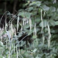 Avoine sauvage wild oat 3